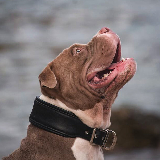 Dog wearing a black leather collar with a blurred natural background
