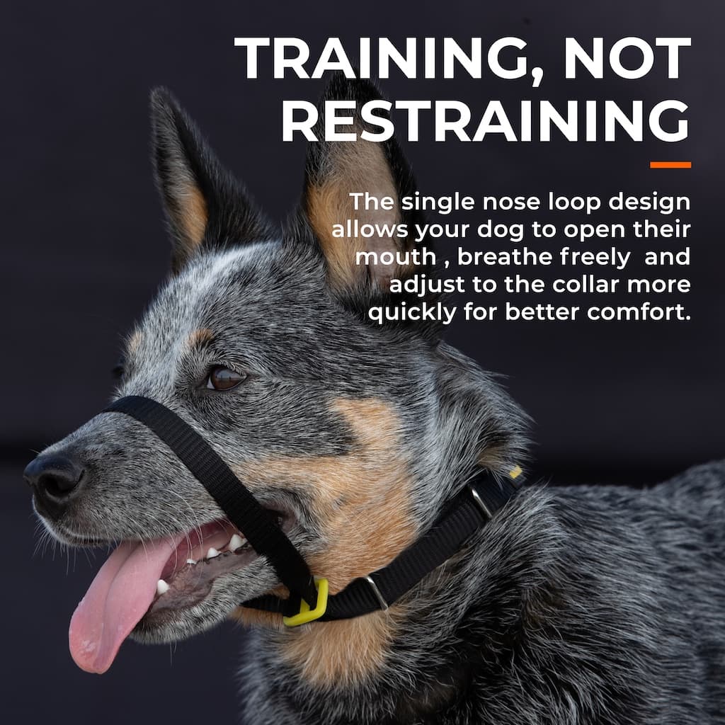 Dog wearing a muzzle with text about training and not restraining.