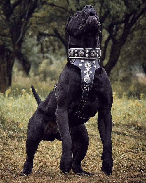 Black dog wearing a decorative harness in a natural setting