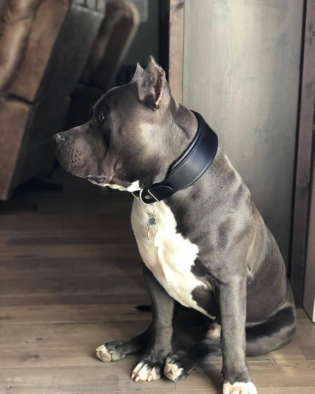 Bestia: Plain Leather Black Collar For Dogs