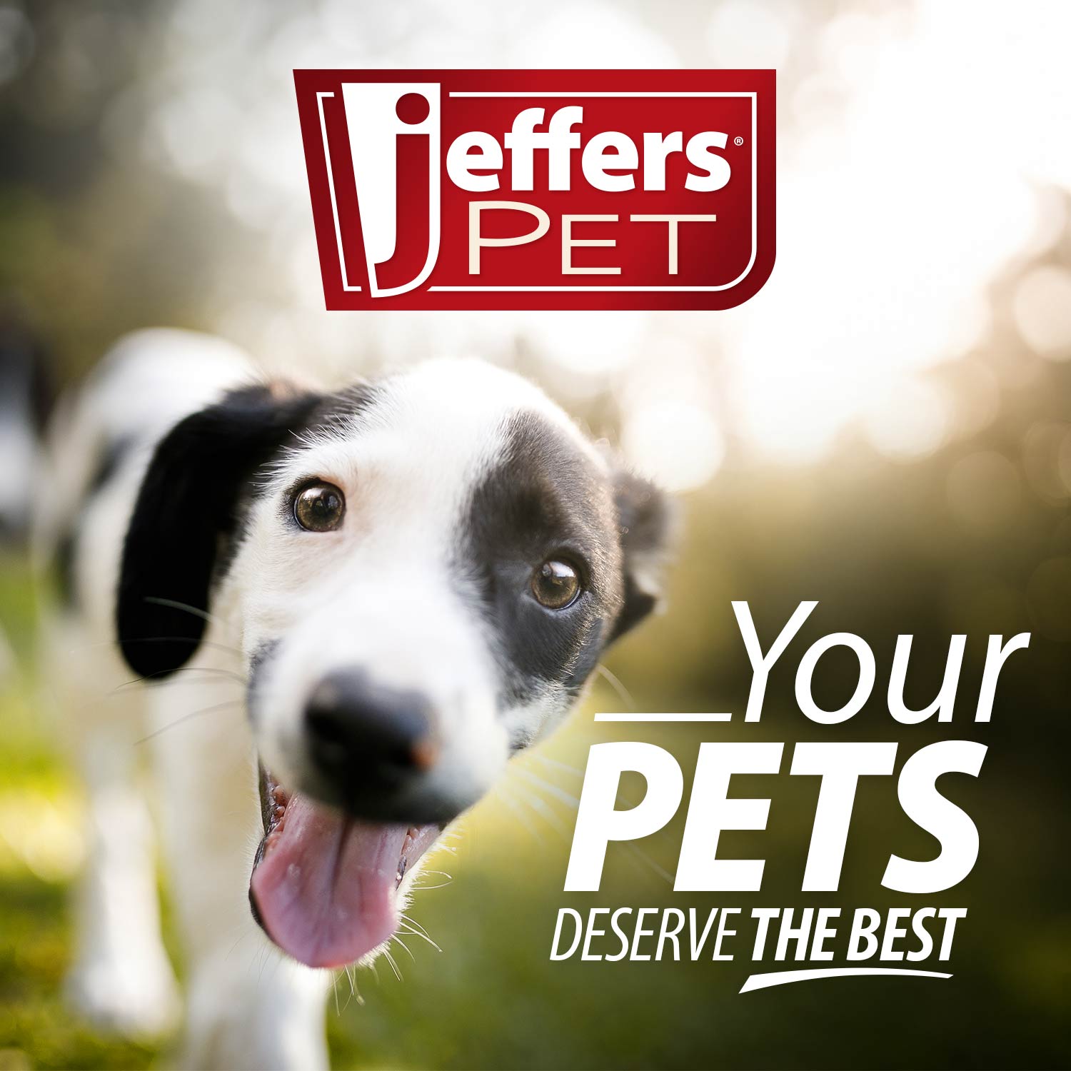 Jeffers Pet Tearless All-Purpose, All-Natural Coconut Oil Shampoo for Dogs & Cats