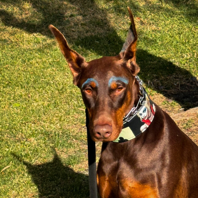 Limited Harley Quinn Collar